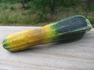 Fight Next Year’s Blight Now with 5 Easy Steps Image